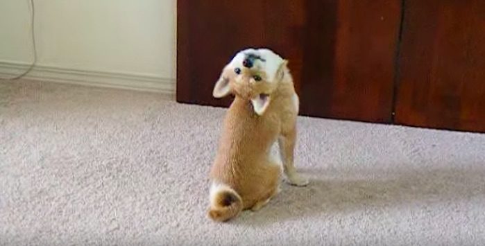 Cute Shiba Inu has Unique Way of Asking to Go Outside