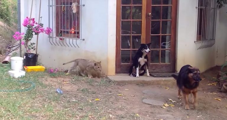 Adorable Lion Cub Sneaks Up On Dog and Gives Him a Big Fright