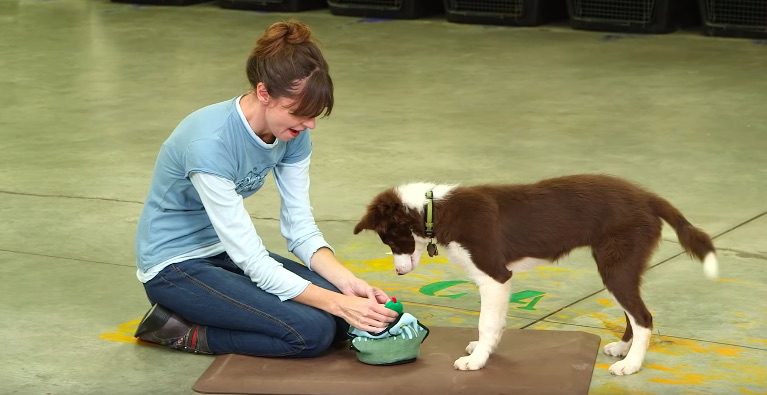 Mental Enrichment Games You Can Do With Your Dog