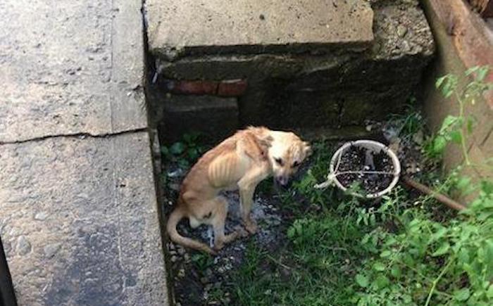 Police Officer Saves Stray Dog Who was Shot, Malnourished and Maggot Ridden