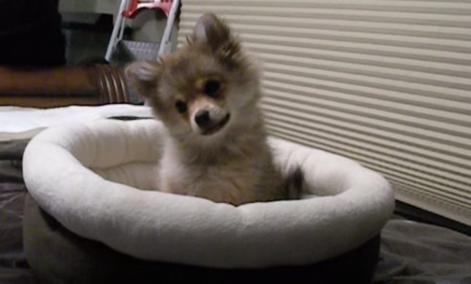 Adorable Pomeranian Puppy Thinks She is a Wolf