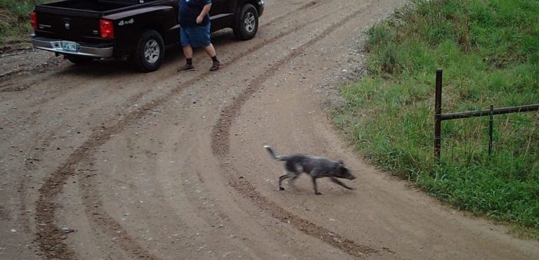 dog abandoned on rural road