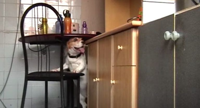 Beagle’s Clever Way to Steal Food From Kitchen Counter