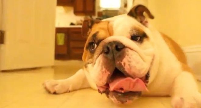 It’s the ‘Best Day of My Life’ for English Bulldog