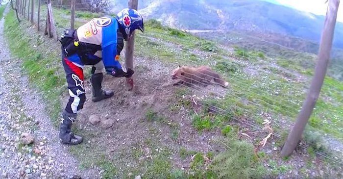 bikers free fox