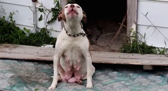 Rescuers Save Bait Dogs and Breeding Dogs from Abandoned Home