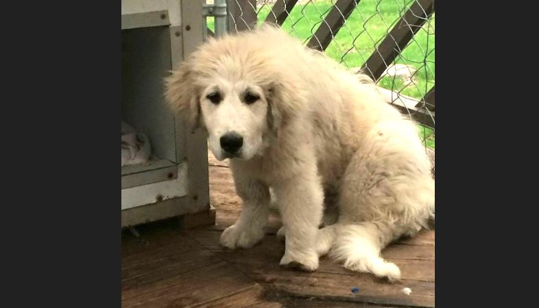 Neglected Great Pyrenees Puppy with Deformed Paw Gets a Second Chance
