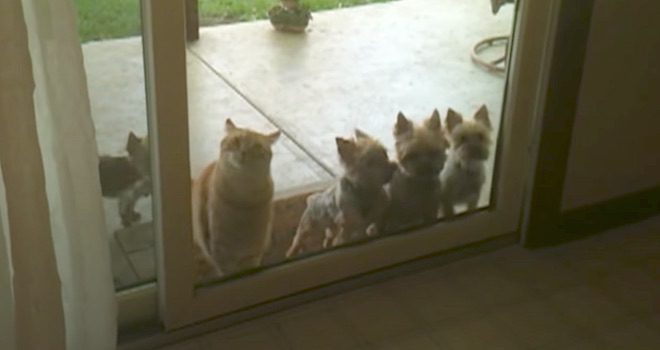cat helps dogs through door