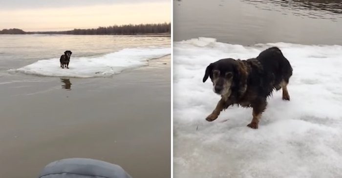 dog rescued from ice floe