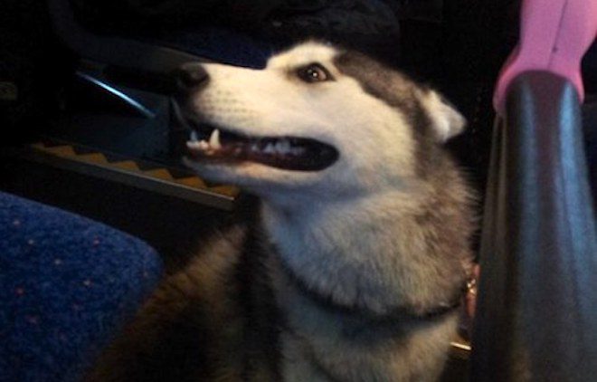 Bus Driver Stops Bus to Rescue Lost Dog Running in Heavy Traffic