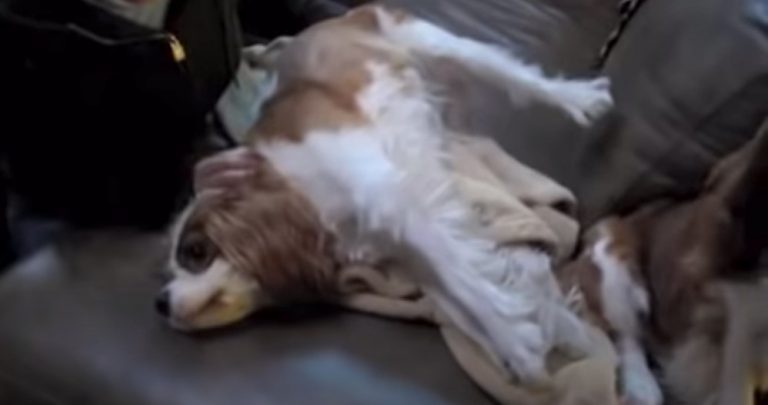 dog with episodic falling