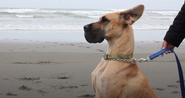Great Dane has Fun at the Beach