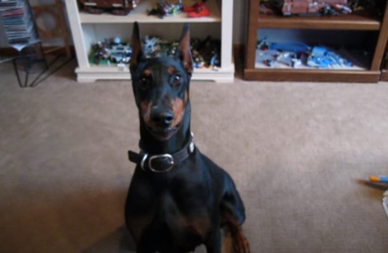 Clever Doberman Pinscher Speaks in a Whisper