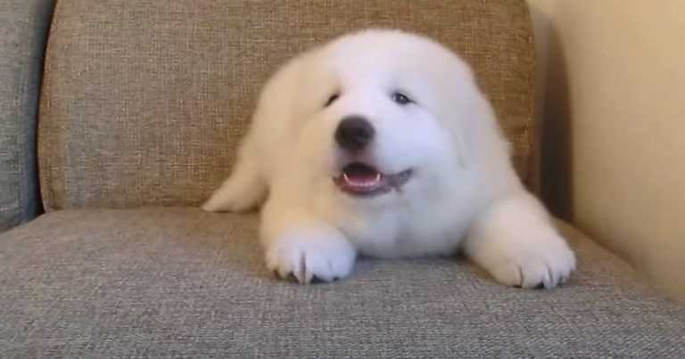 Adorable Great Pyrenees Puppy Asks to Play
