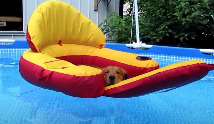 Golden Retrievers Know How to Relax in the Pool
