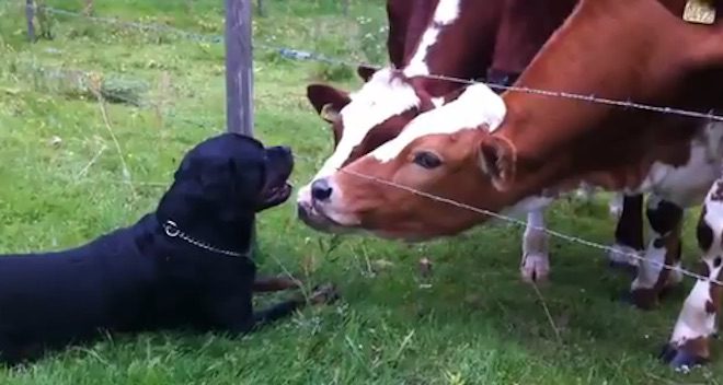 Friendly Rottweiler Gets Kissed by Cows