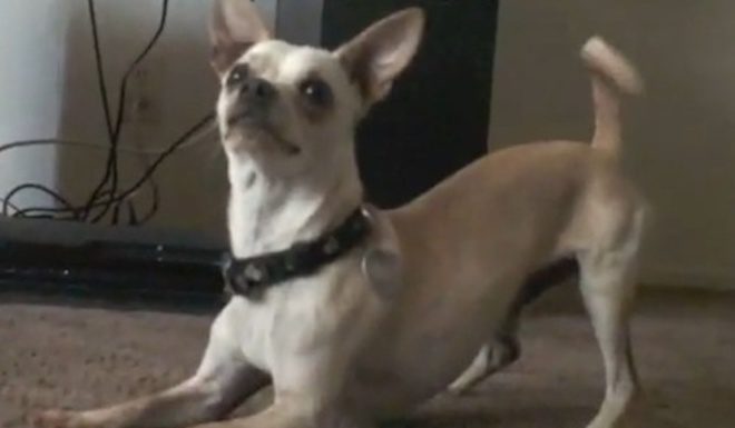 Chihuahua Has Adorable Response When Asked if He Wants a Bath