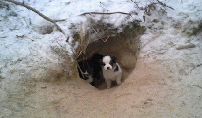 Man Saves Mother And Puppies From Freezing To Death In Woods