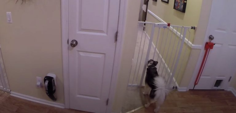 Naughty Dog Caught On Hidden Camera Escaping Baby Gate