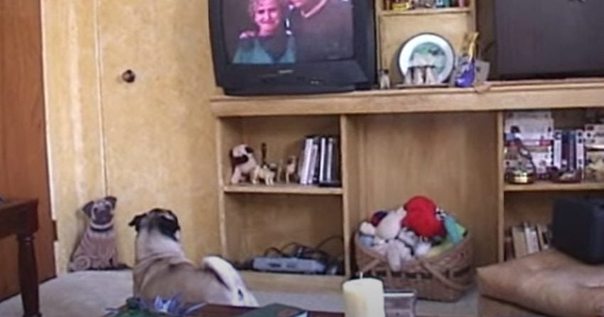 Pug Reacts Emotionally to Homeward Bound’s Ending