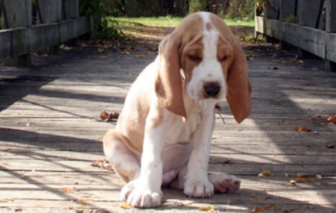 Couple Nurse Sick Puppy Back to Health