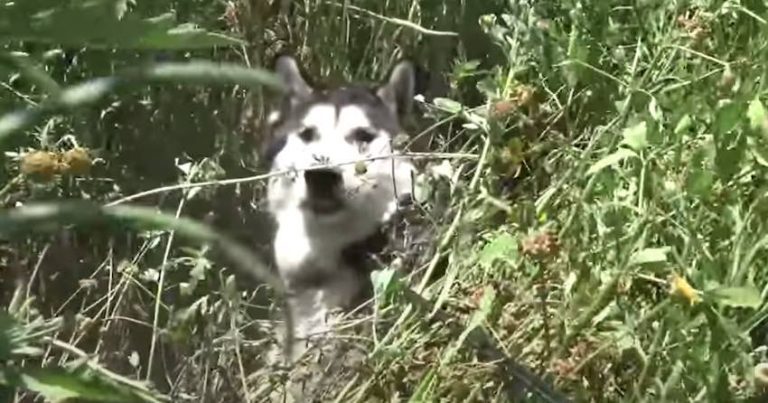 Husky Spooked By Fireworks Cries Like A Baby When His Mom Finds Him Moments After Rescuer