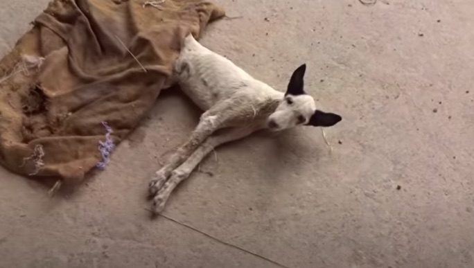 Street Puppy So Emaciated He Could Not Walk Takes His First Steps To Love