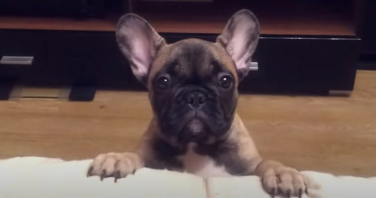 Cute French Bulldog Puppy Really Wants to Get on Couch