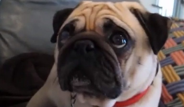 bandit the pug