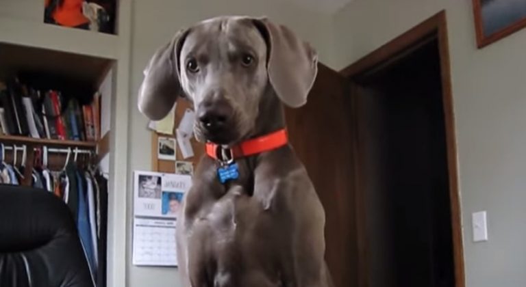Sweet Weimaraner Tries to Get His Dad Out of Bed