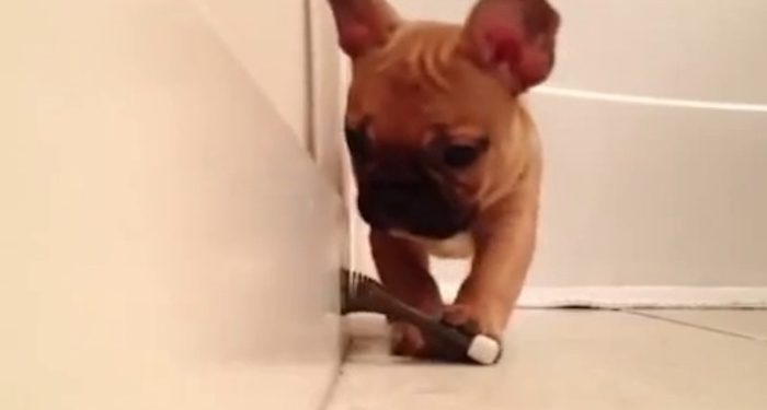 Cute French Bulldog Puppy Discovers a Door Stopper