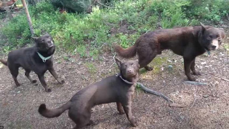 Dogs Freeze in Position and Stand Amazingly Still