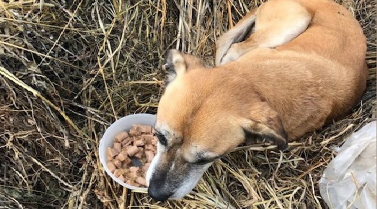 Senior Dog Left to Starve in a Field After Being Used for Breeding is Looking for a Home