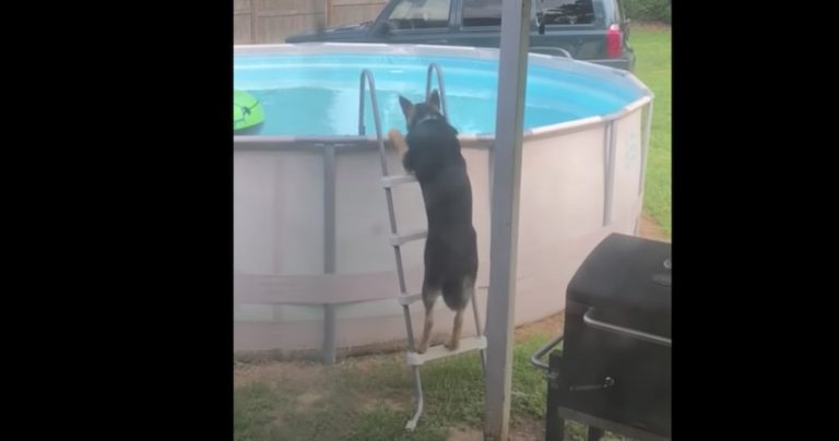 German Shepherd Dog Learned How To Get Into Pool All By Himself
