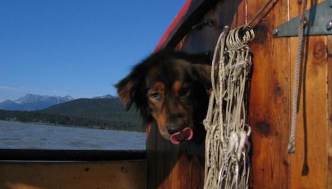 Heroic Dog Sacrifices Himself to Save His Family