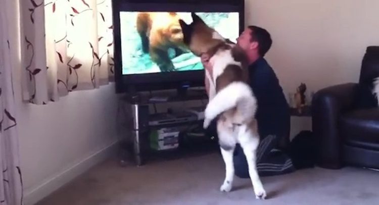 Akita Wants to Protect His Family from Bear On TV