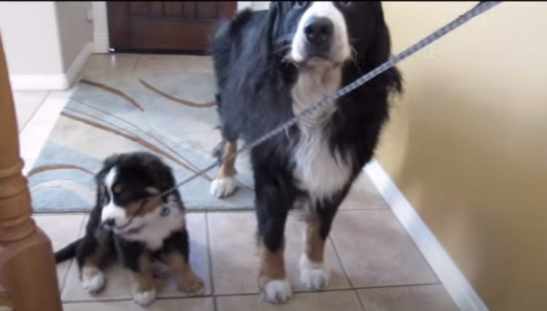 Bernese Mountain Dog Walks Puppy Brother and It’s Adorable
