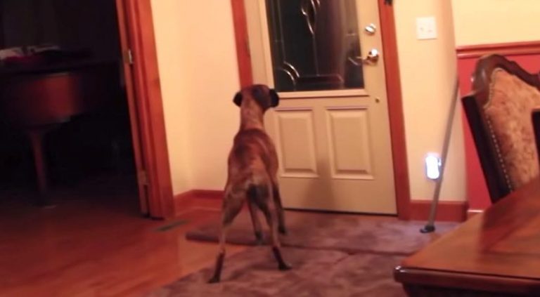 Boxer Has Hilarious Routine When He Greets Family at the Door