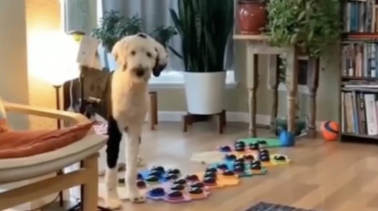 Sweet Dog Tells His Mom He Loves Her