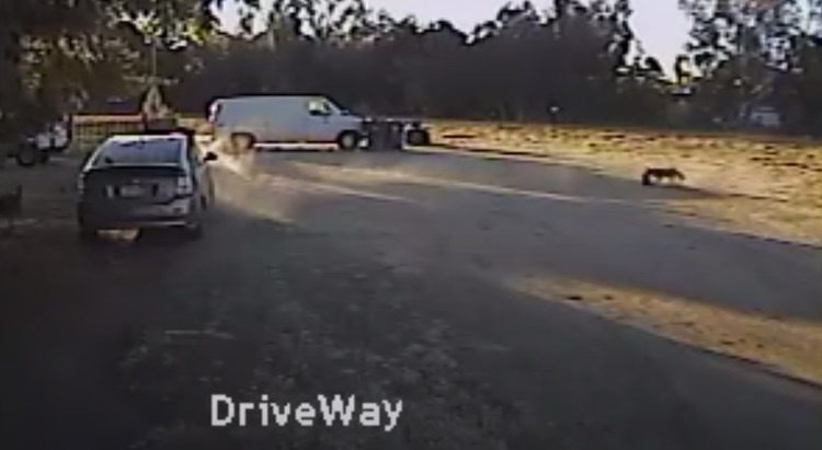 Tiny Dog Attacked by Coyote Saved by Unexpected Hero
