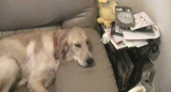Golden Retriever Cheekily Talks Back After Stealing Seat