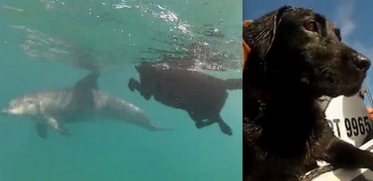One Dog’s Magical Encounter With Dolphins