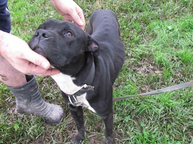 Dozer was rescued from abandoned home