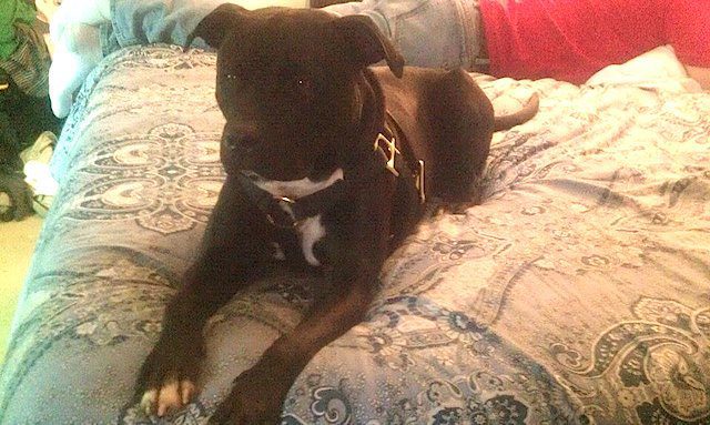 Dozer blossomed with his new family