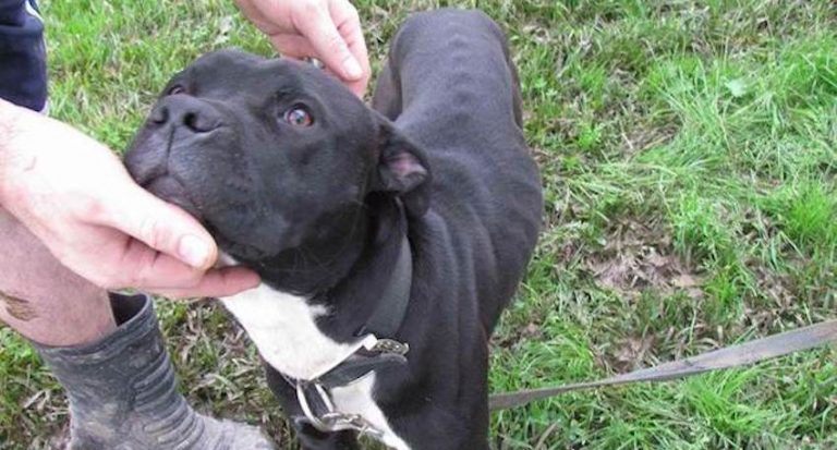 Family Rescues Pit Bull ‘Thrown Away’ by Neighbors and Overcome Their Fear of the Breed