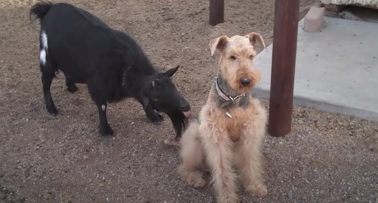 Funny Goat Tries to Get Dog’s Attention