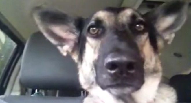 German Shepherd Reacts Adorably When Her Favorite Song Comes On The Radio