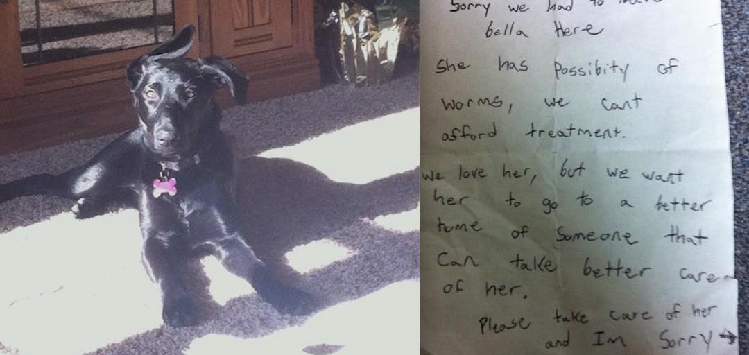 10-Week-Old Puppy Abandoned with Heartbreaking Note Gets Luckiest Break Possible