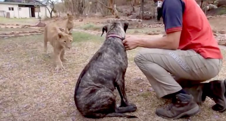 Dog Gets Hug-Tackled By Lion Cubs