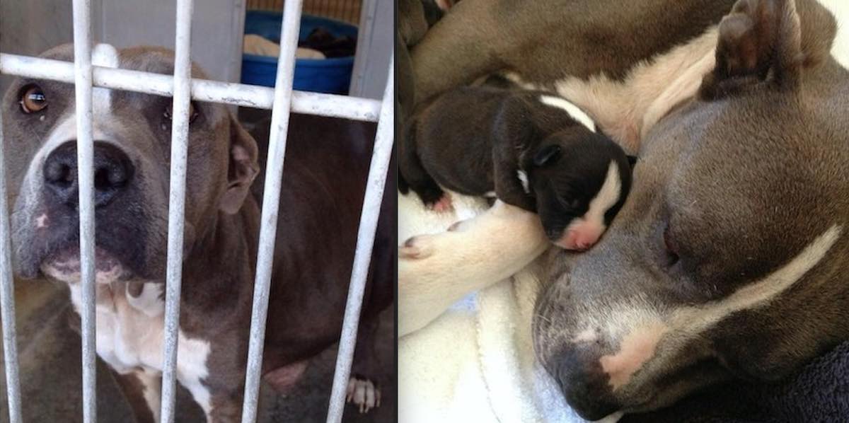 Pregnant Pit Bull Rescued from Euthanasia Gives Birth to Most Adorable Puppies